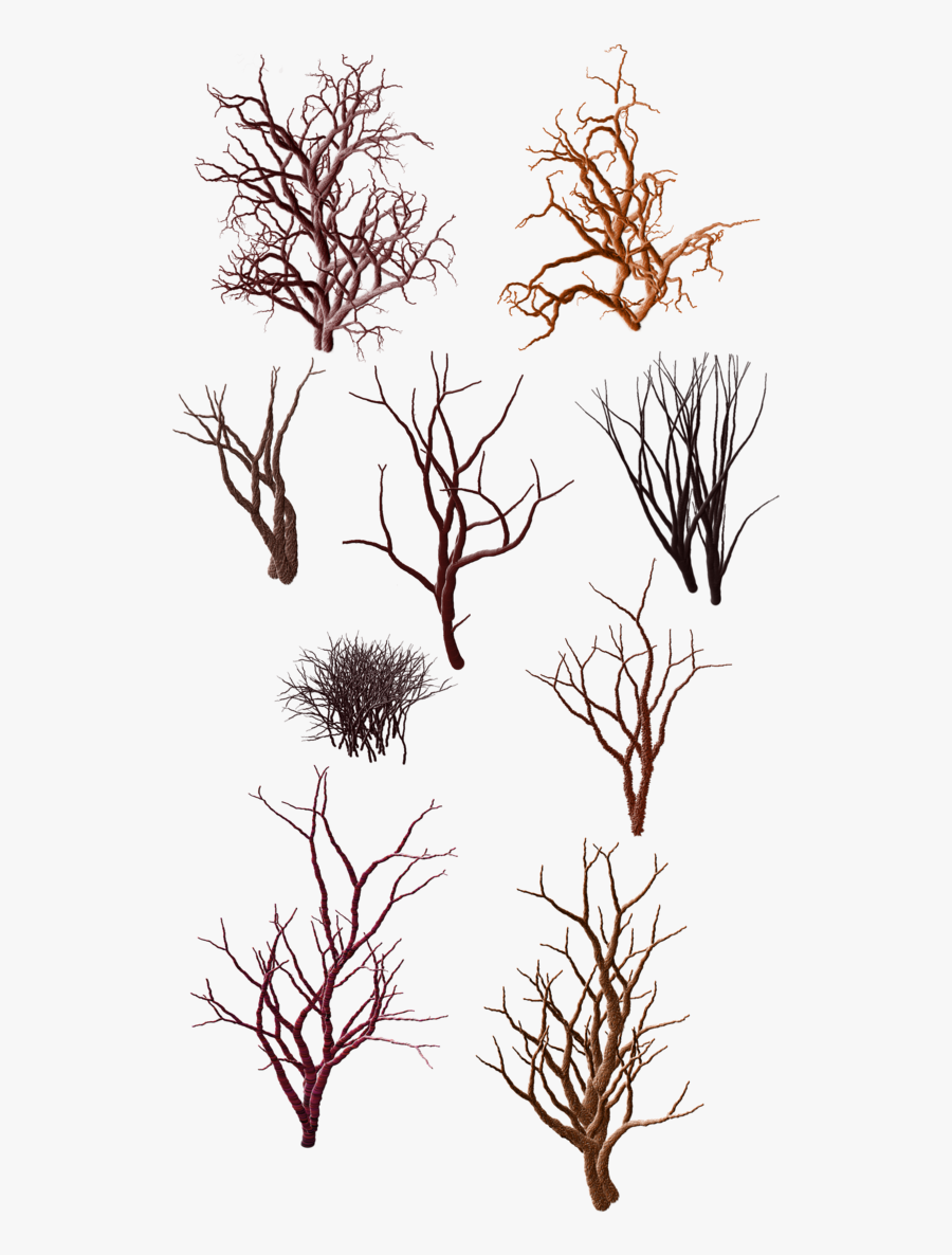 Dry Grass Clipart Desert Shrub - Desert Bush Clip Art, Transparent Clipart