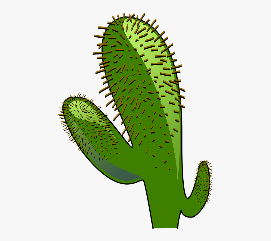 Cactus, Landscape, Dry, Green, Desert, Warm - Cay Xuong Rong Vector, Transparent Clipart