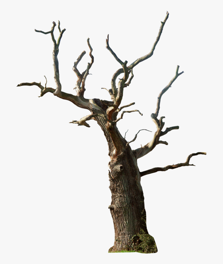 Desert Tree Png - Dead Tree Png, Transparent Clipart
