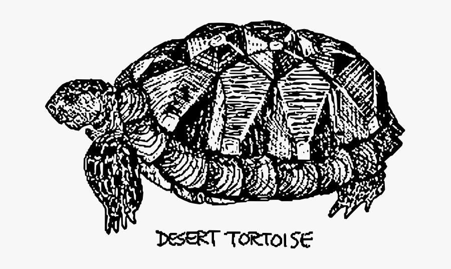 Desert Tortoise - Illustration, Transparent Clipart