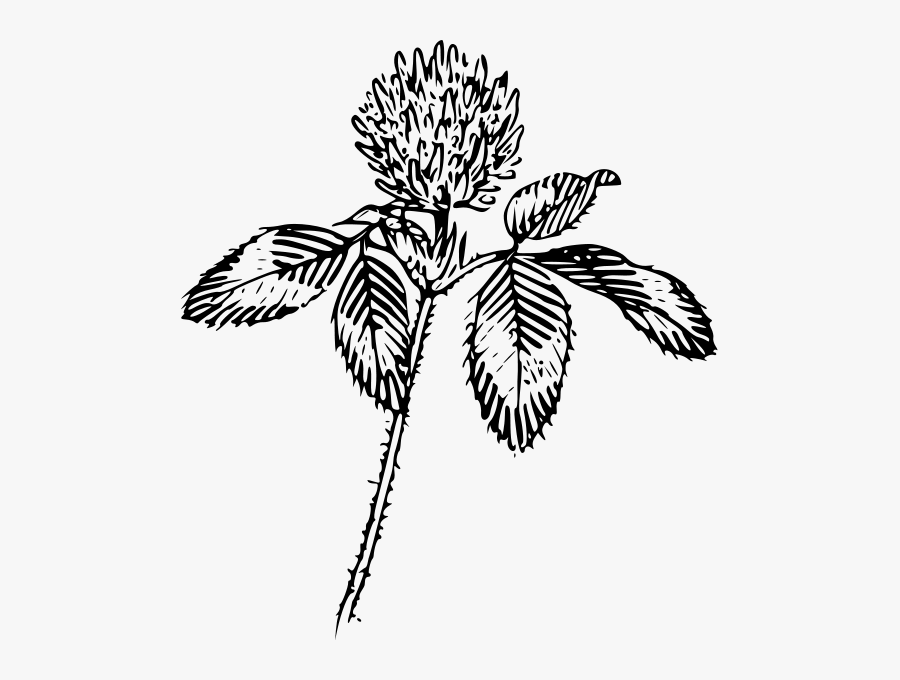 Red Clover Line Drawing, Transparent Clipart