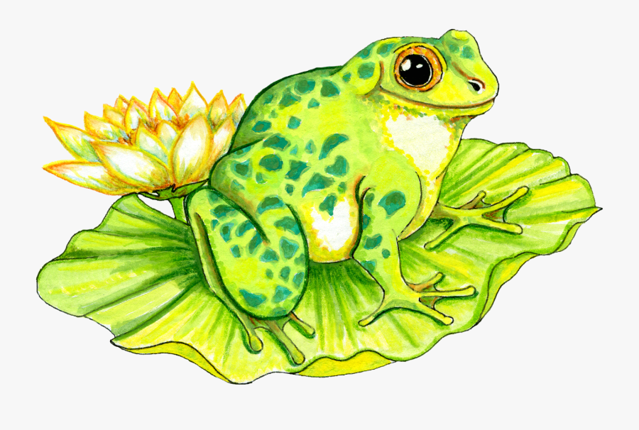 Frog On Lily Pad Drawing, Transparent Clipart