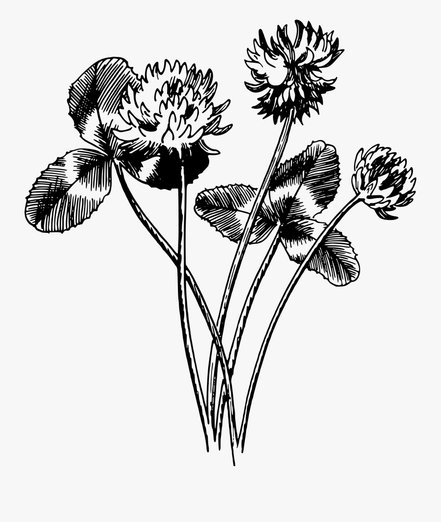 Transparent Clover Clipart - Watercolor Leaf Png Black, Transparent Clipart