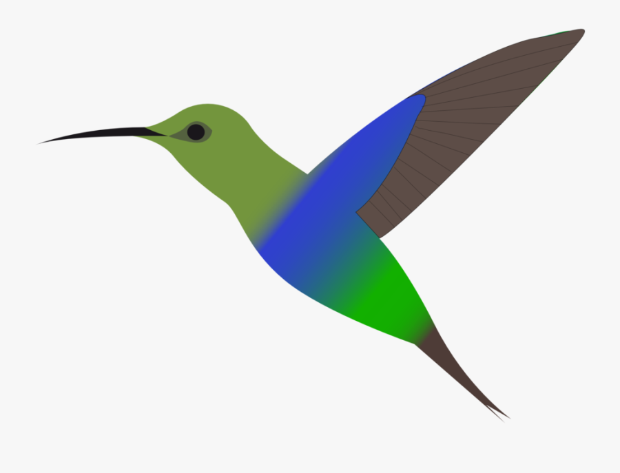Hummingbird Clipart Clipart Kid - Hummingbird Clipart Free, Transparent Clipart