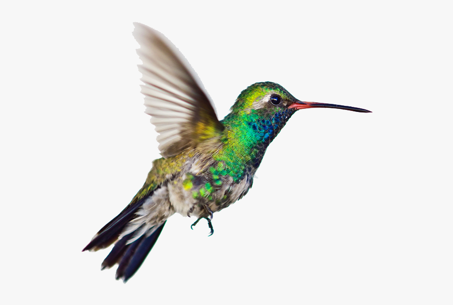 Hummingbird Transparent Background, Transparent Clipart