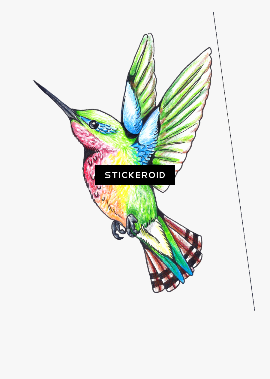 Hummingbird Clipart , Png Download - Hummingbird Clip Art To Color, Transparent Clipart