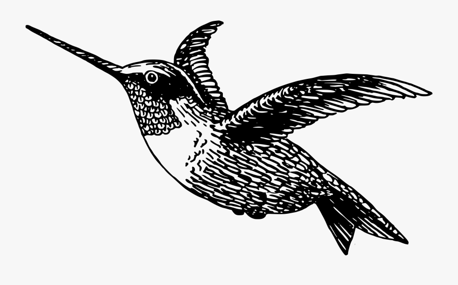Transparent Hummingbird Png - Black And White Picture Of A Hummingbird, Transparent Clipart