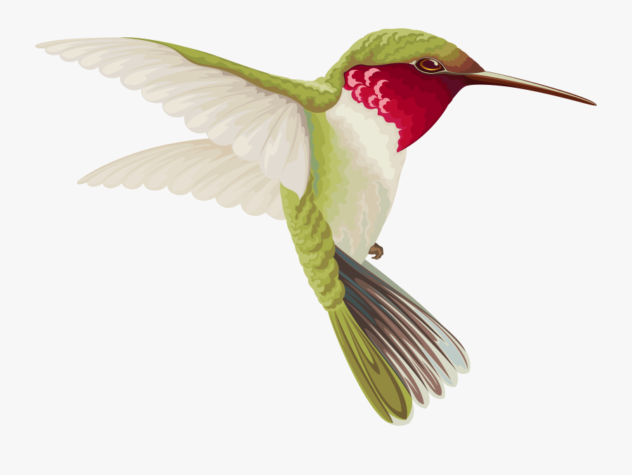 Hummingbird Clipart Real - Transparent Images Of Birds, Transparent Clipart