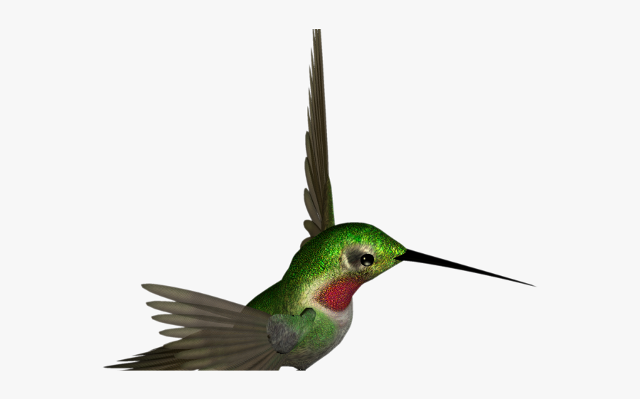 Free Hummingbird Clipart - Hummingbird Clipart, Transparent Clipart