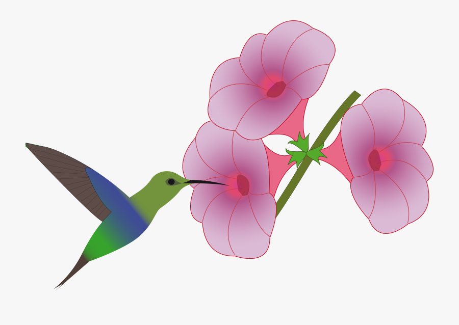 Pink,plant,flower - Hummingbird At Flower Clipart, Transparent Clipart