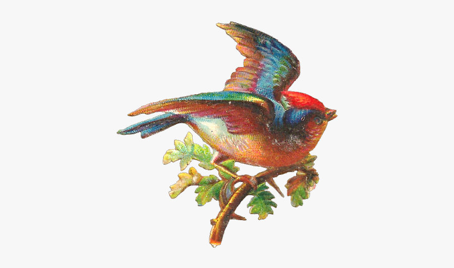 Pretty Bird Png, Transparent Clipart