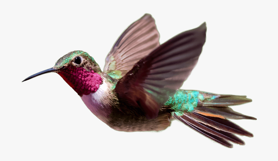 67150 - Hummingbird Transparent, Transparent Clipart