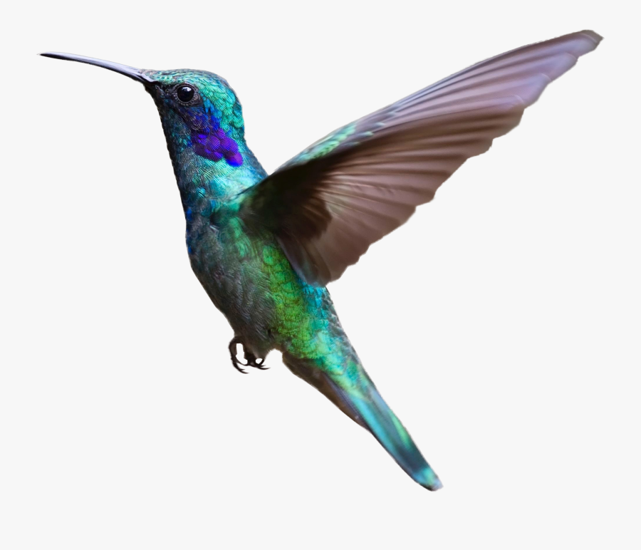 Transparent Hummingbird Clipart - Transparent Background Flying Bird Png, Transparent Clipart
