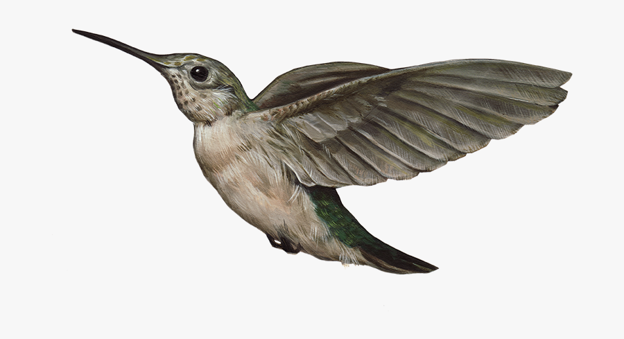 Hummingbird Transparent Images Png Png Icon - Ruby-throated Hummingbird, Transparent Clipart