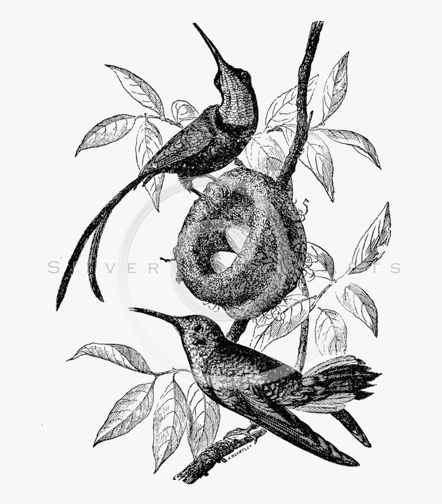 Royalty Free Stock Vintage Illustrations Photo Keywords - Bird's Nest With Eggs Drawing, Transparent Clipart