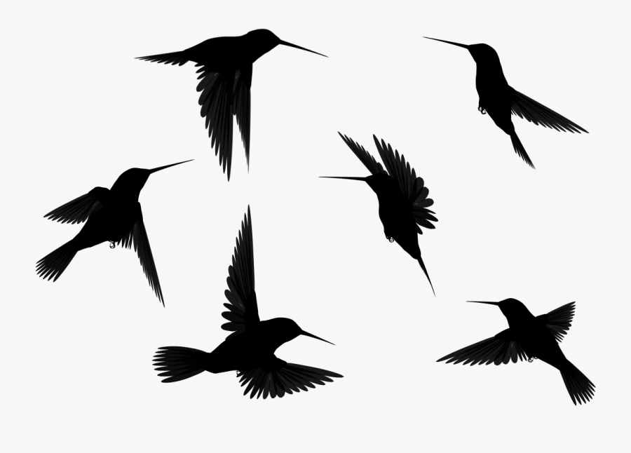 Bird Silhouette Outline At Getdrawings - Humming Birds Flying Silhouette, Transparent Clipart