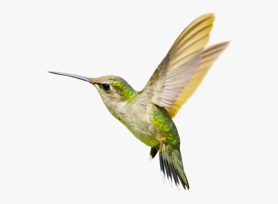Hummingbird Png Photo - Humming Bird Png, Transparent Clipart