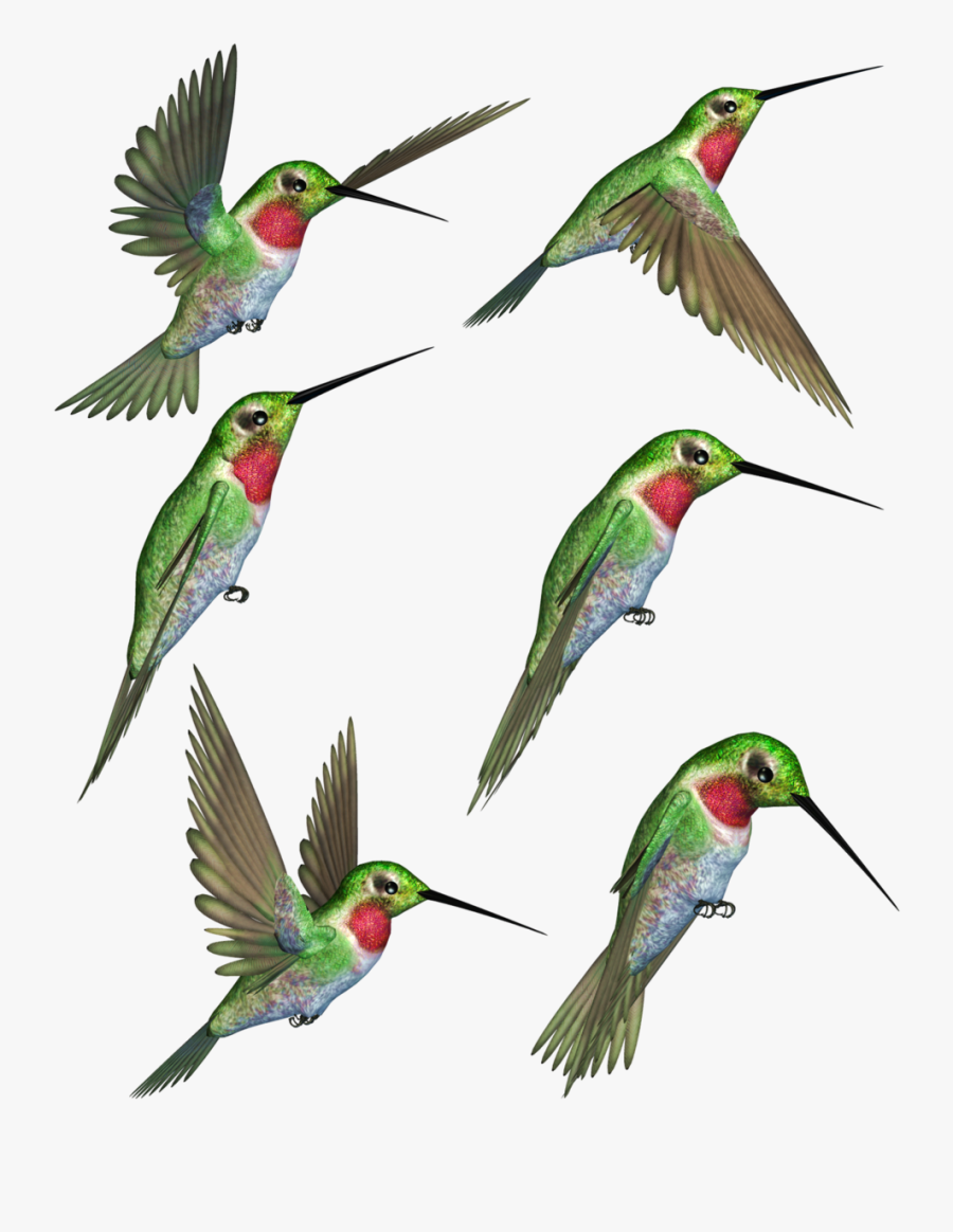Ruby Throated Clip Art Rubythroated Transprent Png - Ruby Throated Hummingbird Hummingbird Clipart, Transparent Clipart