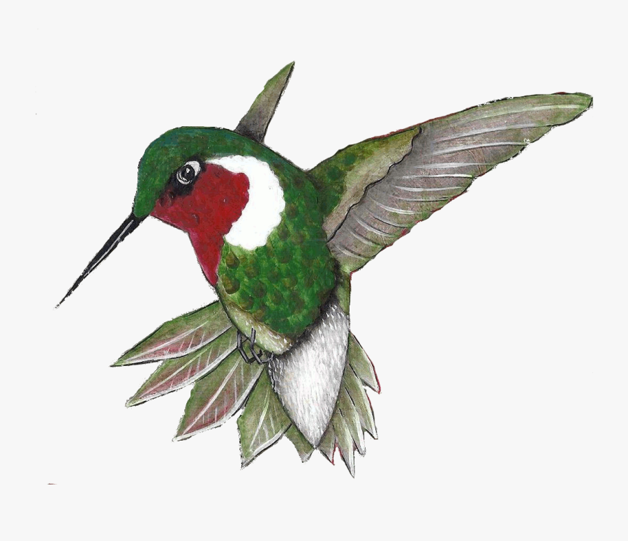 Click On The Sign Post For Additional Information About - Ruby-throated Hummingbird, Transparent Clipart
