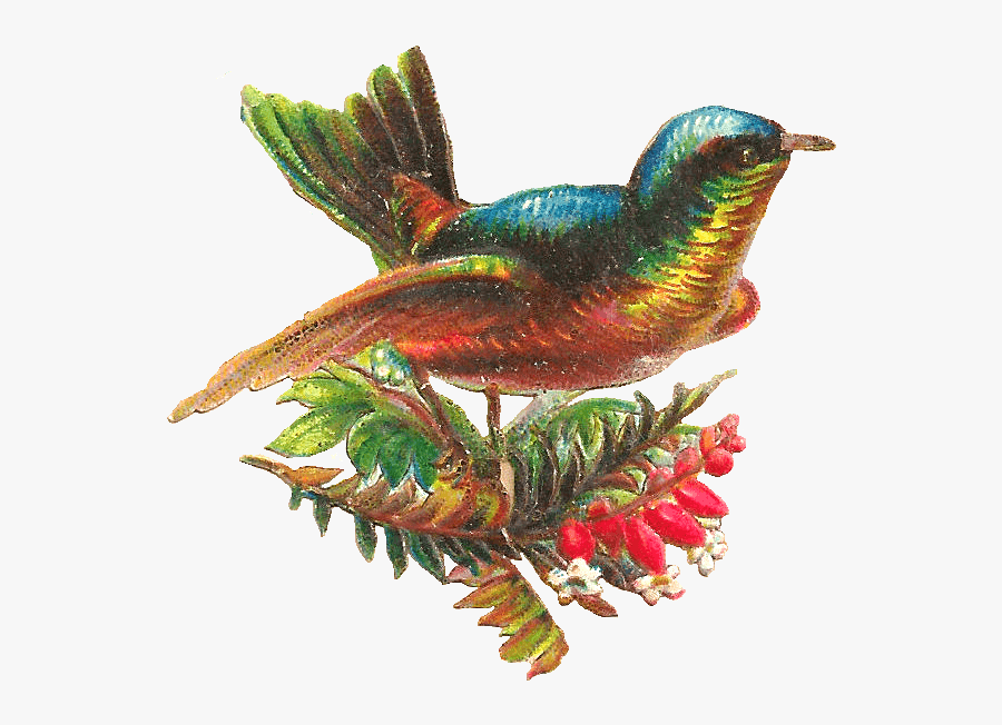 Bird Graphic - Hummingbird, Transparent Clipart