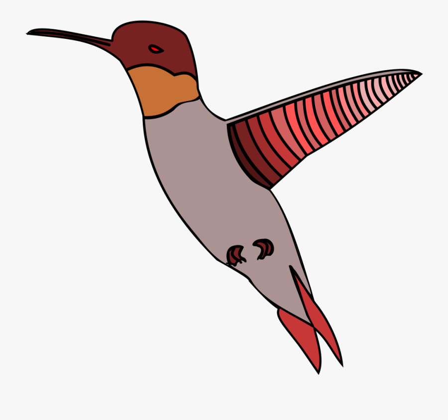 Pollinator,bird,beak - Ruby-throated Hummingbird, Transparent Clipart