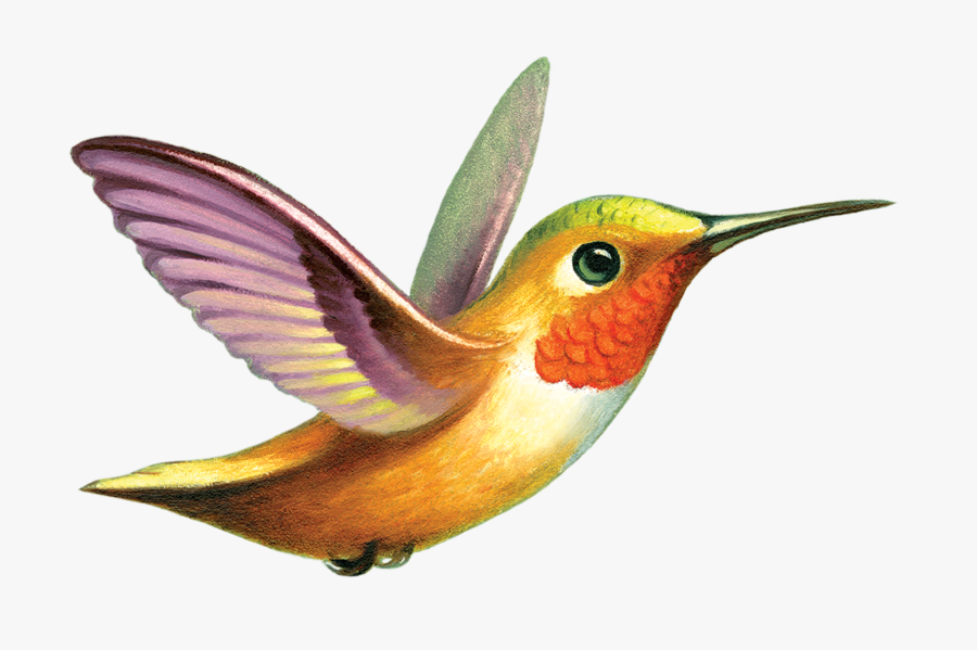 Clip Art Hummingbird Photos - Hummingbird Tattoo, Transparent Clipart