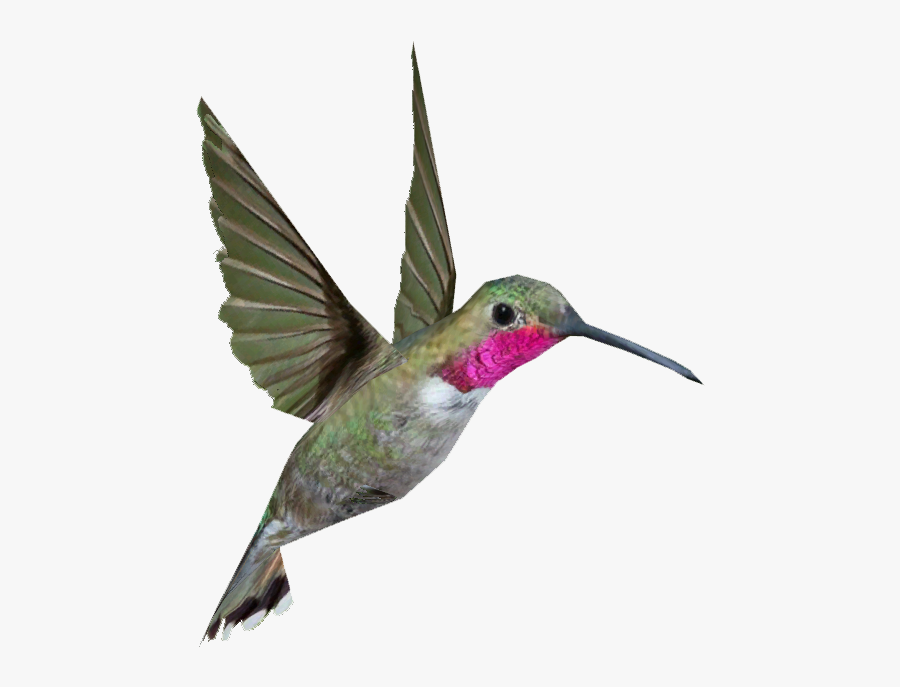 Broad Tailed Hummingbird - Hummingbird Png, Transparent Clipart