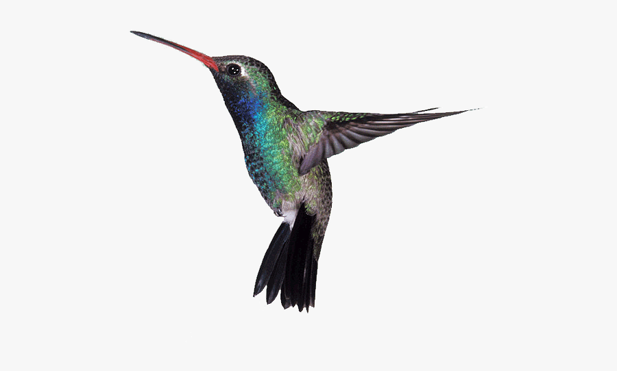 High Quality Raymond Bowman, Definition Hd - Humming Bird, Transparent Clipart