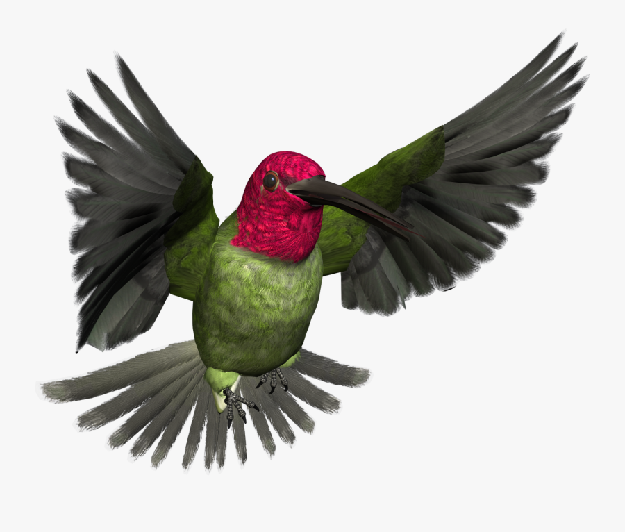 High Resolution Bird Art, Transparent Clipart