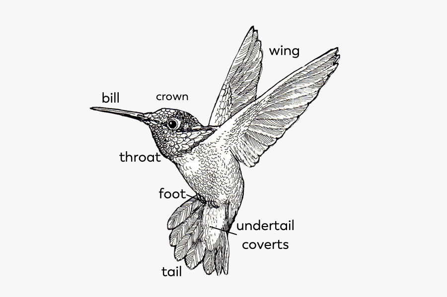 Hummingbird-parts - Ruby-throated Hummingbird, Transparent Clipart