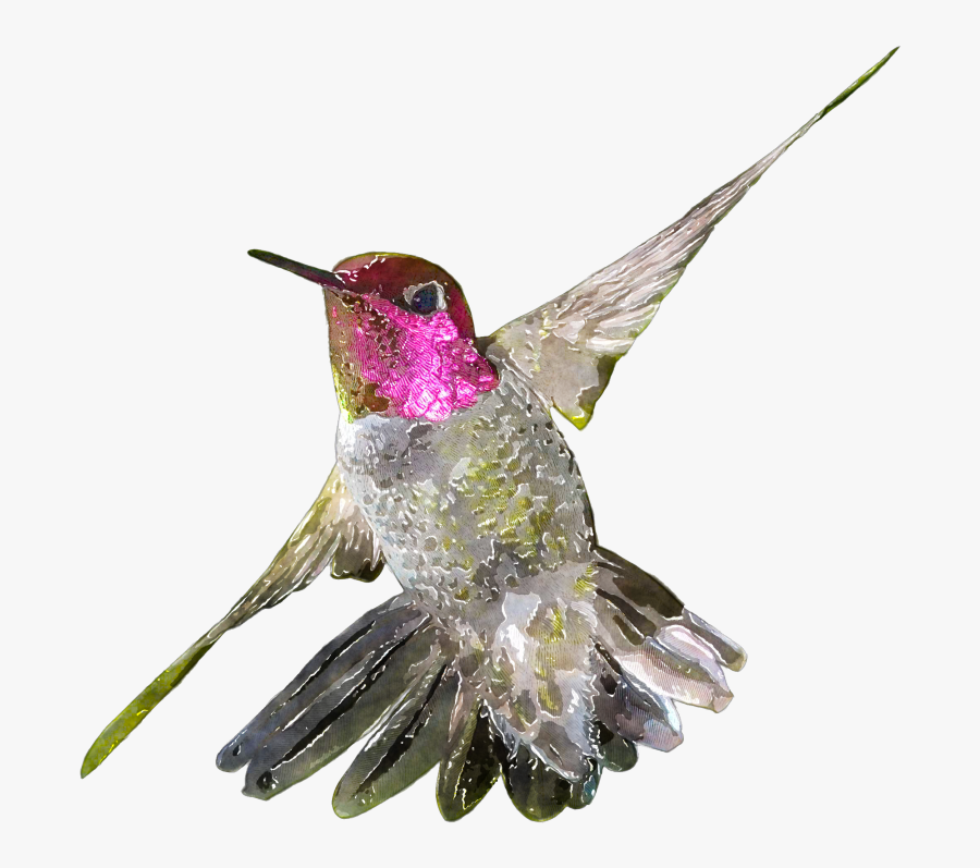 Hummingbird Clipart Watercolor - Watercolor Bird Clipart Hummingbird, Transparent Clipart