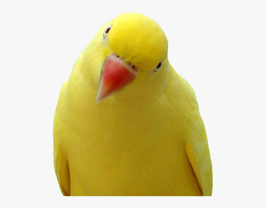Yellow Parrot Orange Beak, Transparent Clipart