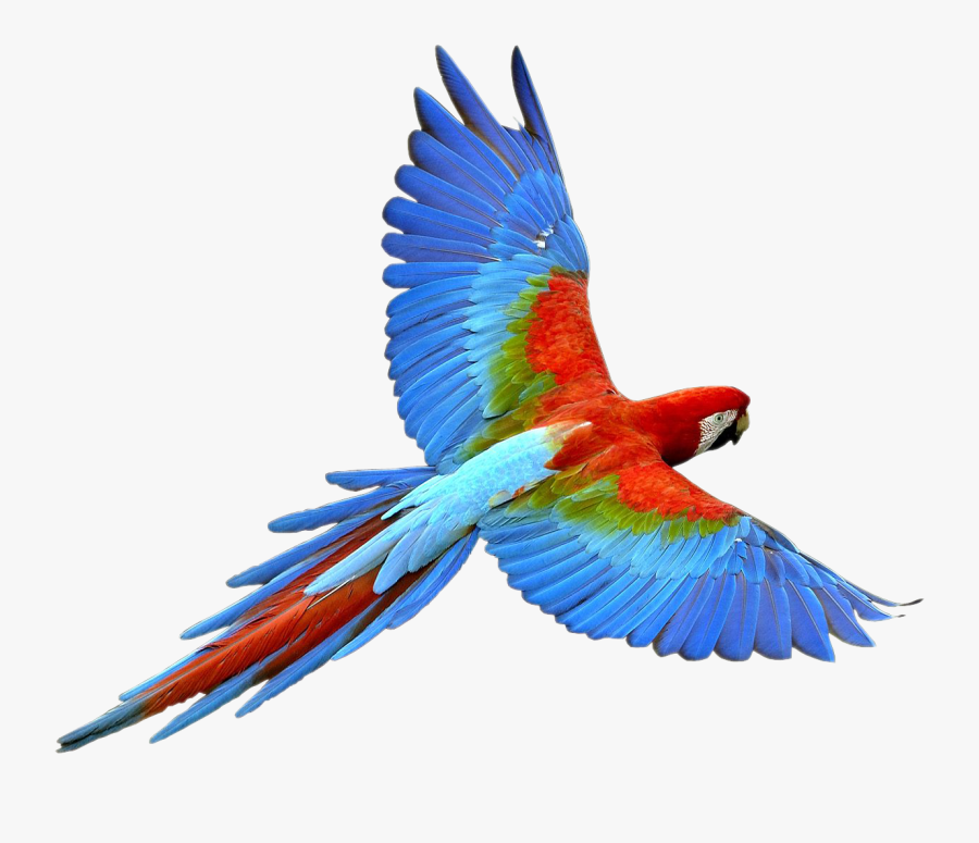 Parrot Transparent Image Parrot Animal - Colourful Parrot Png, Transparent Clipart