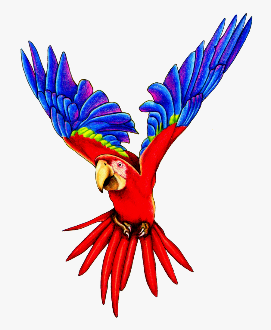 Macaw Clip Art - Parrot Png, Transparent Clipart