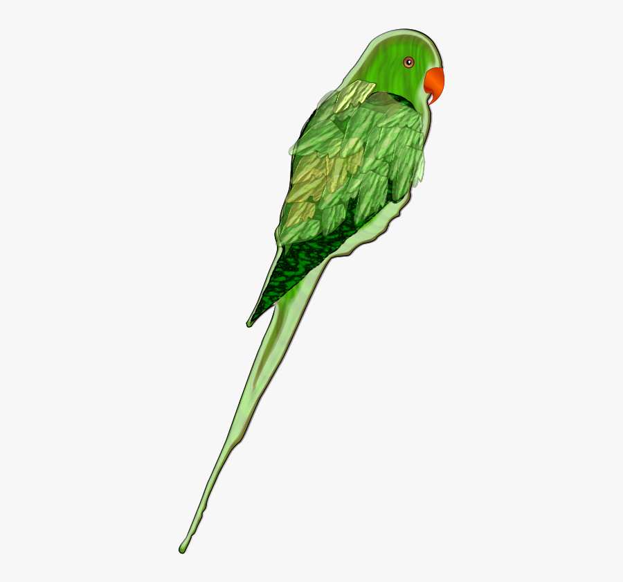 Parrot - Parrot Vector Hd, Transparent Clipart