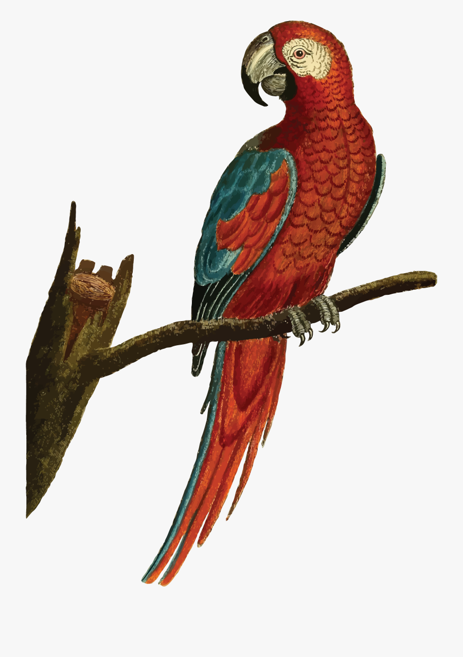 Free Of A Macaw - Parrot Vintage, Transparent Clipart
