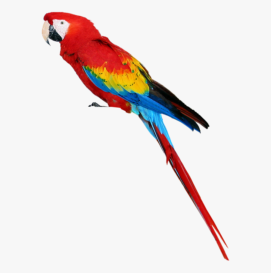 Transparent Grill Clip Art - Transparent Background Parrot Clipart, Transparent Clipart