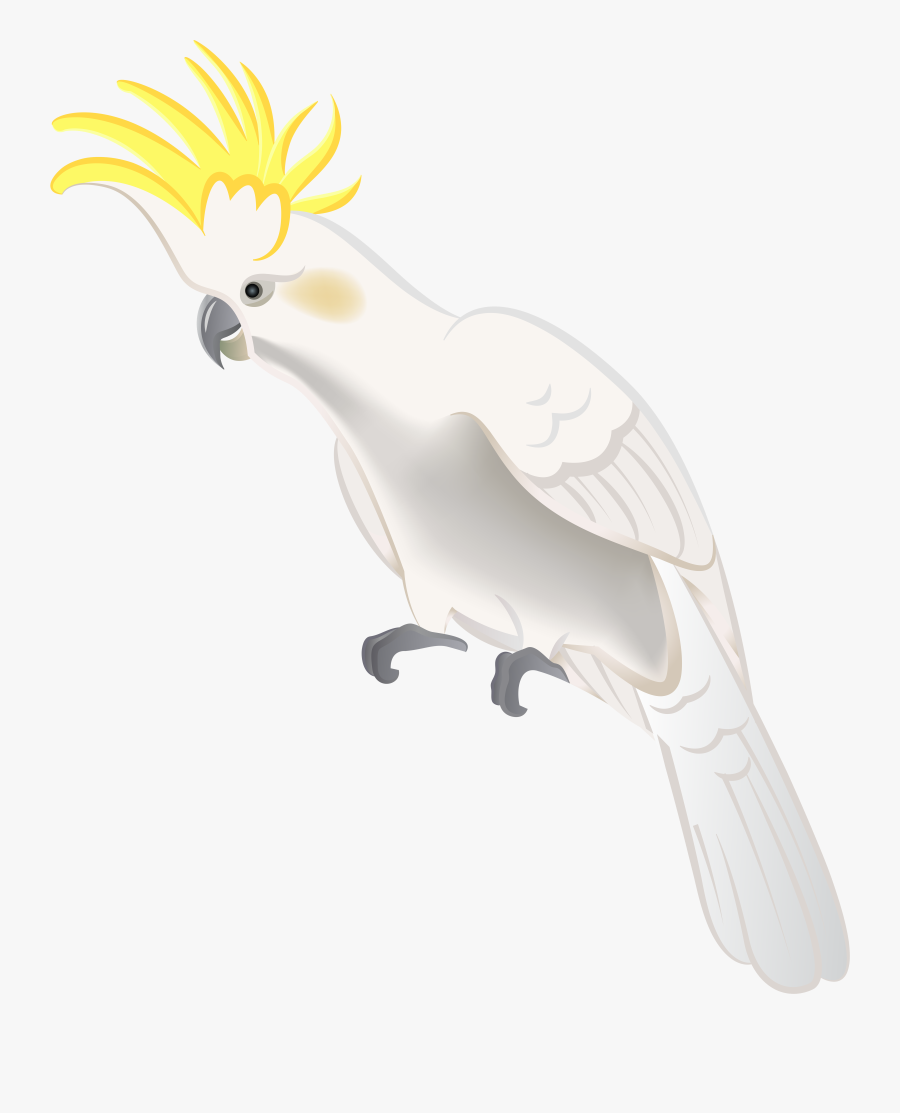 White Parrot Png Clip Art , Free Transparent Clipart - ClipartKey