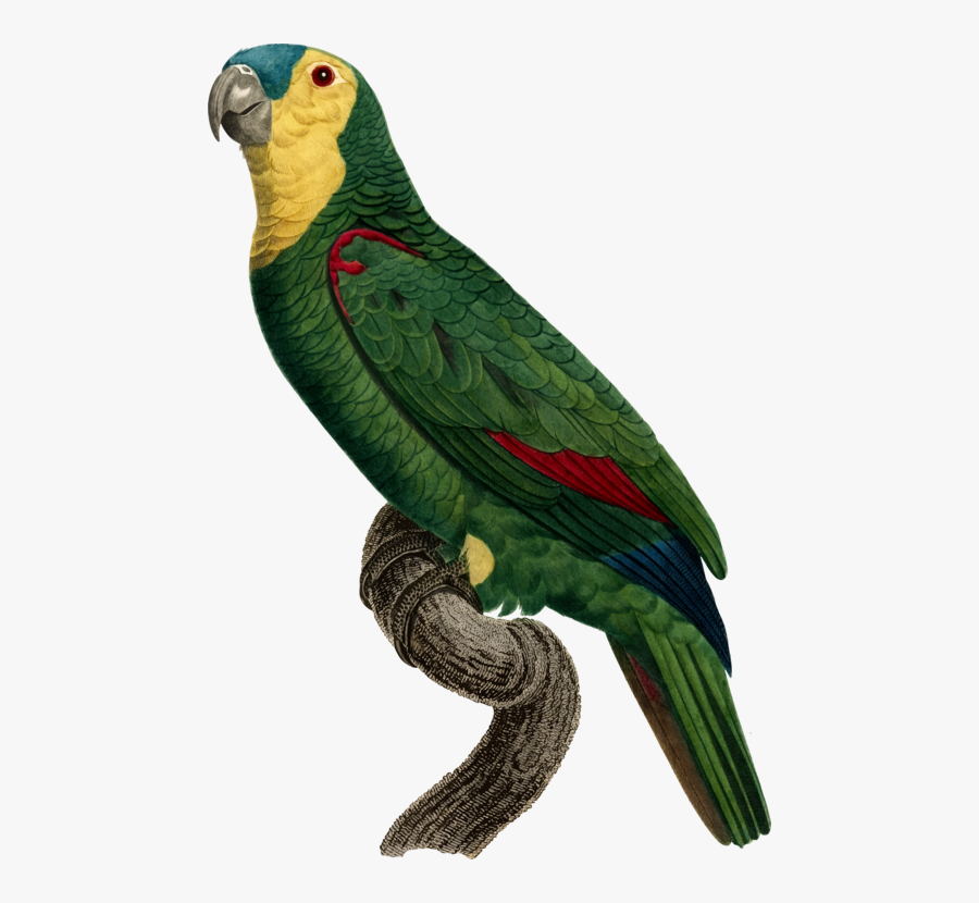 Macaw,parrot,lorikeet - Parrot, Transparent Clipart