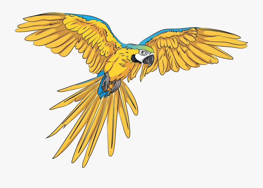 Parrot Clipart, Transparent Clipart