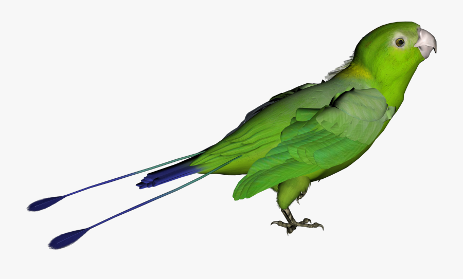 Parrot With Transparent Background Clipart , Png Download - Green Bird Transparent Background, Transparent Clipart