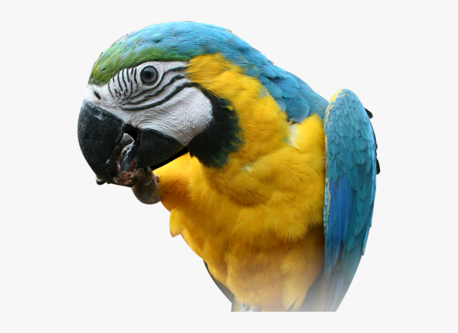 Parrot Clipart Best Png - Parrot Face Transparent Background, Transparent Clipart