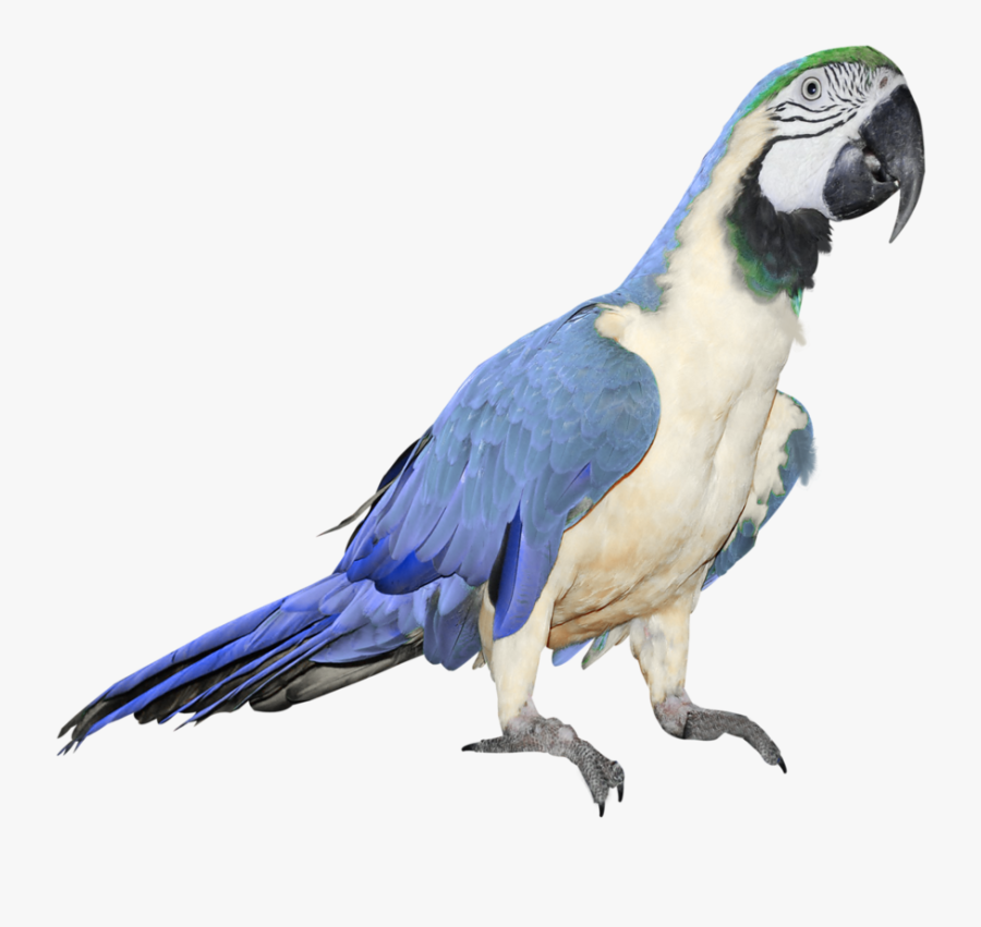 Parrot Clipart Beach - Blue And White Parrot, Transparent Clipart