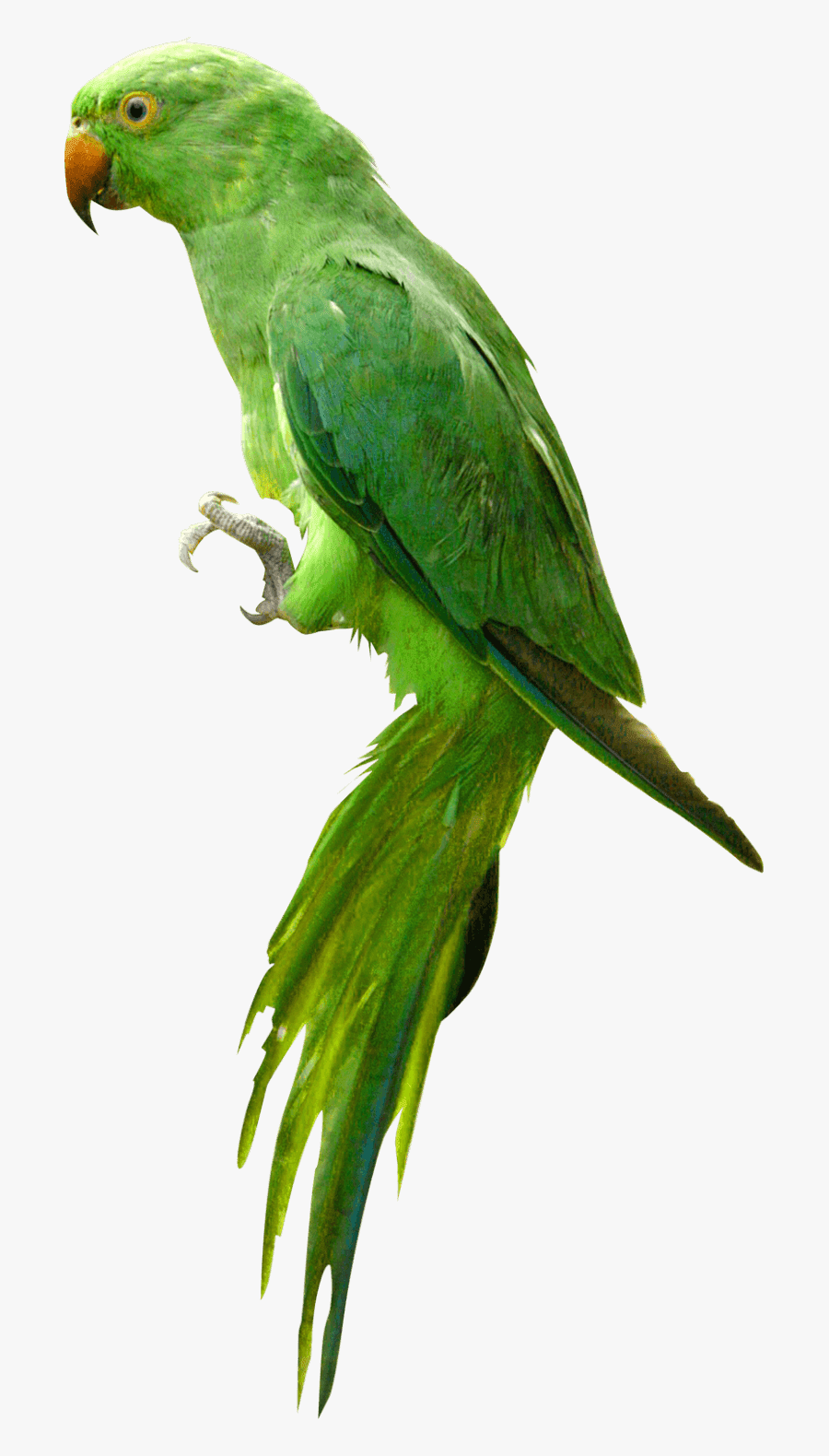 Parrot Png Images Hd, Transparent Clipart