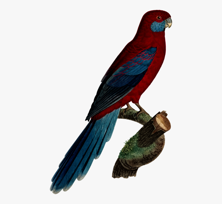 Budgerigar Parrot Crimson Rosella Parakeet Macaw - Crimson Bird Clipart, Transparent Clipart