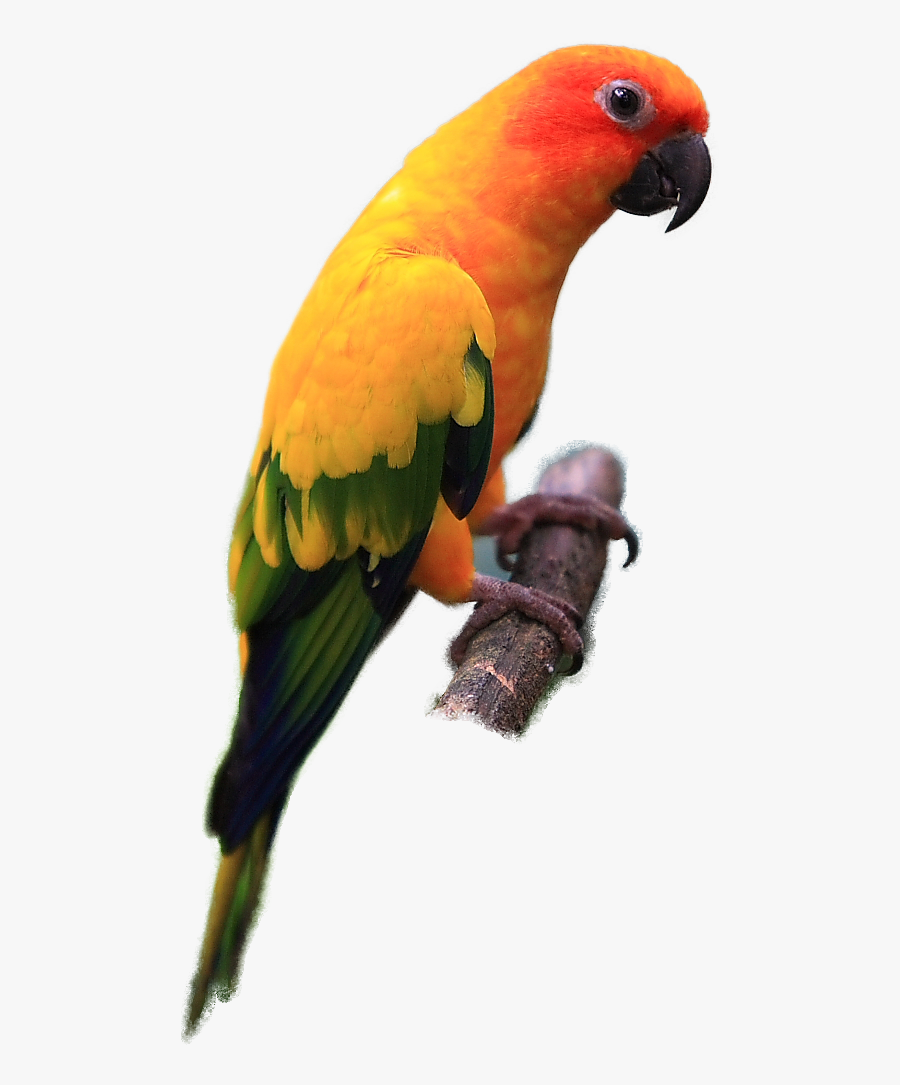 Parrot Clipart Sun Conure - Sun Conure Png, Transparent Clipart