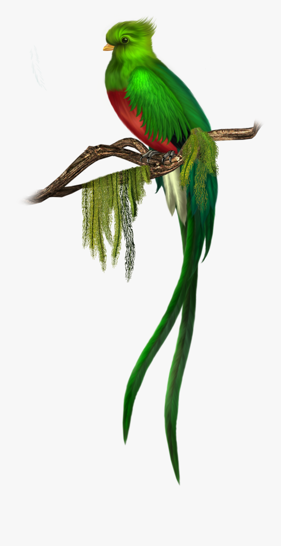 Parrot Clipart, Transparent Clipart