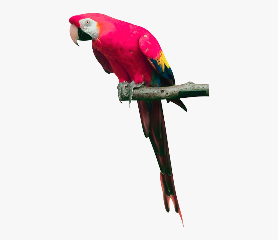Parrots Png, Transparent Clipart