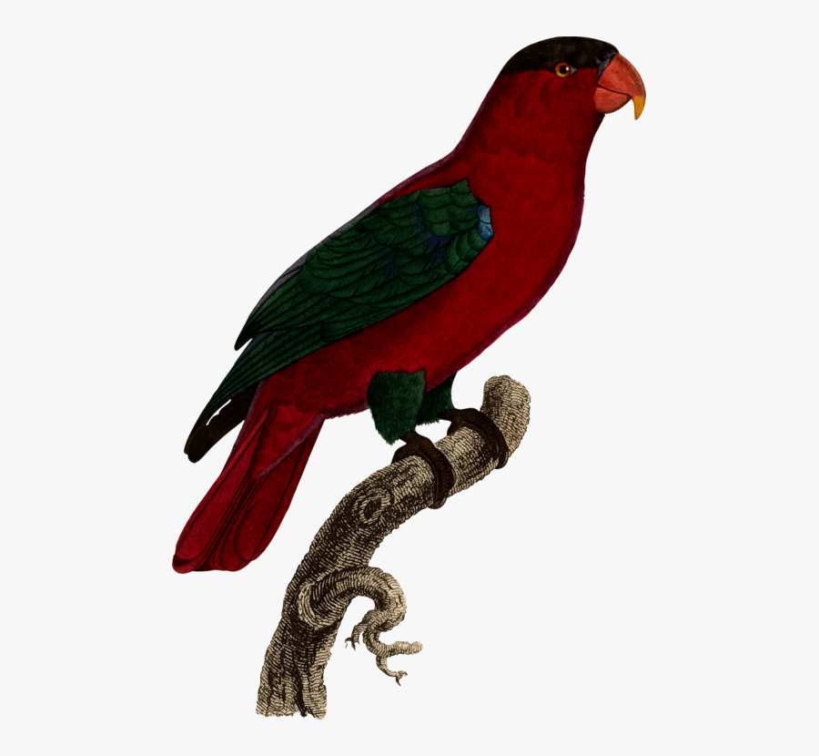 Parrot, Transparent Clipart