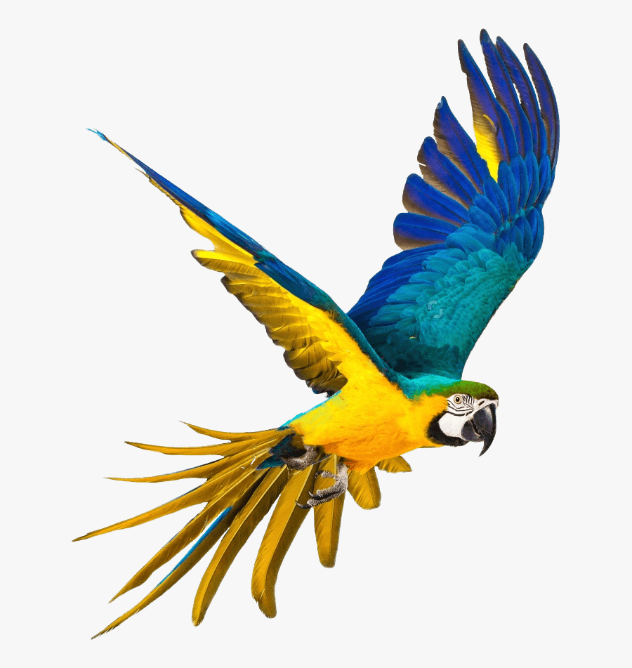 Parrot Png Full Hd, Transparent Clipart